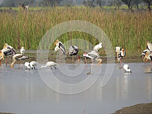 Graceful Painted Storks and Spoonbills Feeding in Lake photo