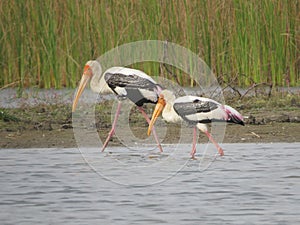 Graceful Pair of Painted Storks: Tranquil Lakeside Wildlife Premium Stock Photo