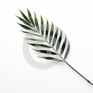 Graceful Palm Leaf On White: Nature-inspired Composition By Francois Boquet