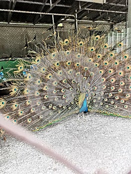 graceful peacock opened its tail