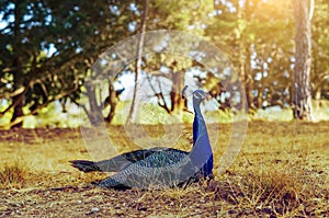 A graceful peacock