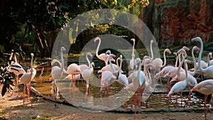 Graceful Pink Caribbean flamingos stand in a pond in Thailand open Zoo Park.