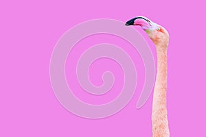 Graceful Pink Flamingo Neck and Head Close-up photo
