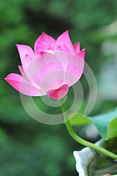 Graceful pink lotus