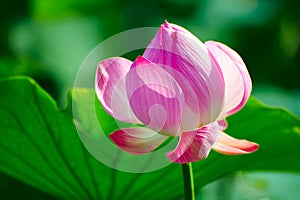 The graceful pink lotus flower