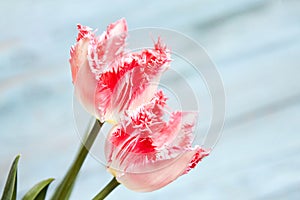 Graceful pink tulips creating a lovely contrast on blue wooden surface. Pink tulips flowers on blue wooden background. Spring