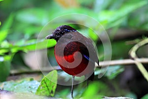 Graceful Pitta