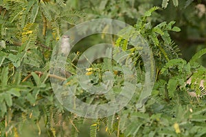 Graceful Prinia in greenery