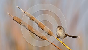 Graceful Prinia - Prinia gracilis