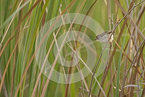 Graceful Prinia in a reed bed