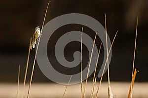 Graceful Prinia singing on a reed