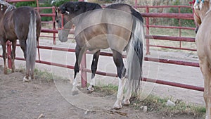 Graceful purebred horse prancing beating up dust standing at fence in outdoor stable. Side angle view of beautiful