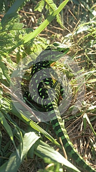 Graceful reptile basks in sunlight, adorned with stunning green scales