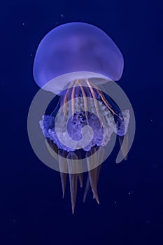 Graceful Rhopilema Esculentum Jellyfish in Deep Blue Sea