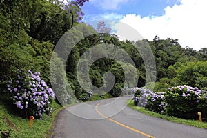 Graceful road full of flowers