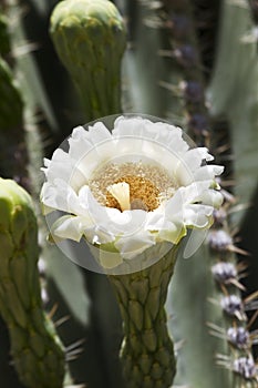 Graceful Saguaro Blossom