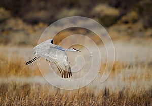 Graceful sandhill crane lifts off out of the pond at Bosque del Apache photo
