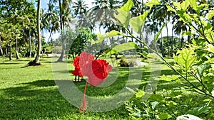 Graceful scarlet flower in a tropical garden.