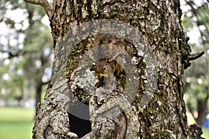 A graceful Sciuridae on the tree trunk