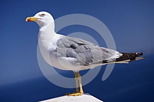 Graceful Seagull photo
