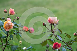 Graceful shoots of roses with buds on green garden background