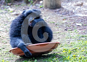 Siamang Gibbon (Symphalangus syndactylus) in Southeast Asia