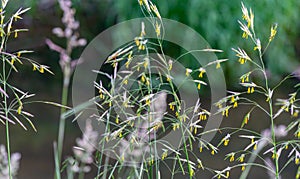Graceful spikelets of Awnless brome Bromopsis inermis on meadow near river