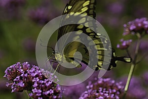 The Graceful Swallowtail Butterfly On Flower