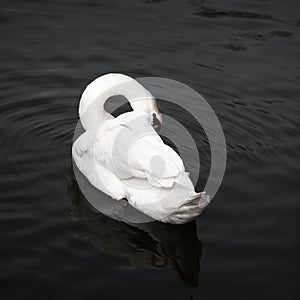 A graceful swan