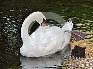 Graceful Swan