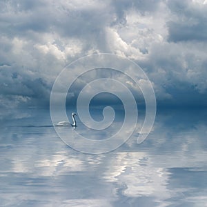 Graceful swan against cloudy sky background