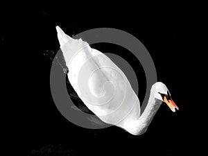 Graceful swan on dark background