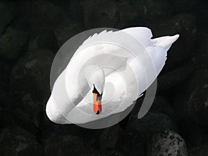 Graceful swan on dark background