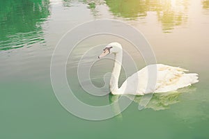 Graceful swan floating in the pan, pour the emerald green lake.