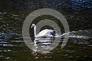 graceful swan Floating on the water surface intensively paddling with its paws photo