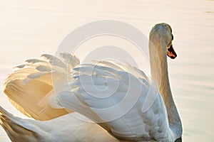 Graceful swan on the lake