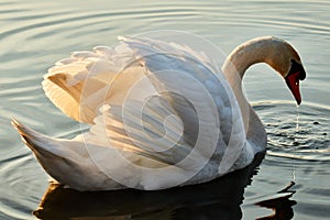 Graceful swan on the lake