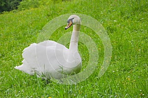 Graceful swan sitting on the grass. Selective focus