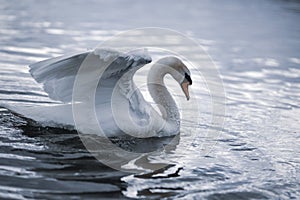 Graceful swan on water