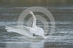 Graceful swan with wide open wings on the river, in winter. Selective focus