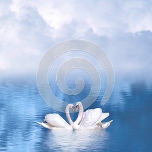 Graceful swans in love photo