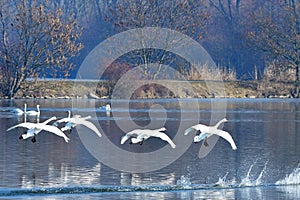 Graceful swans in Tovacov village