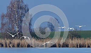 Graceful swans in Tovacov village
