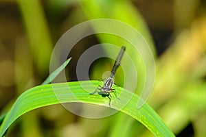 Graceful thin dragonfly with blue wings sits on a leaf of grass