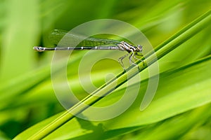 Graceful thin dragonfly with blue wings sits on a leaf of grass