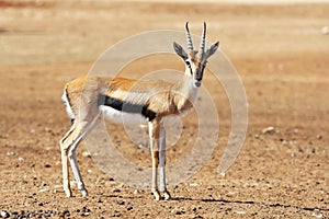 A graceful  Thomson Gazelle