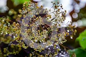 Graceful tiny flowers of Cotinus coggygria Royal Purple Rhus cotinus, the European smoketree covered with raindrops look like je