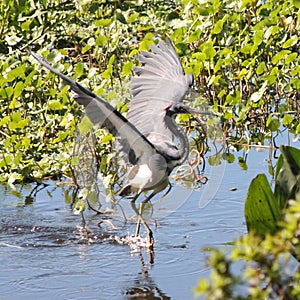 Graceful Tri-colored Heron appears to be dancing on the water.