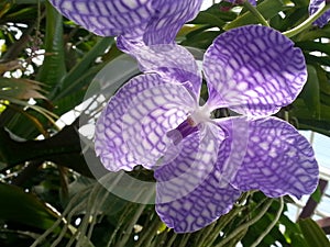 Graceful violet orchid