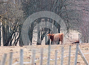 Graceful Wanderer: Majestic Brown Wild Cow Grazing in the Spring Field